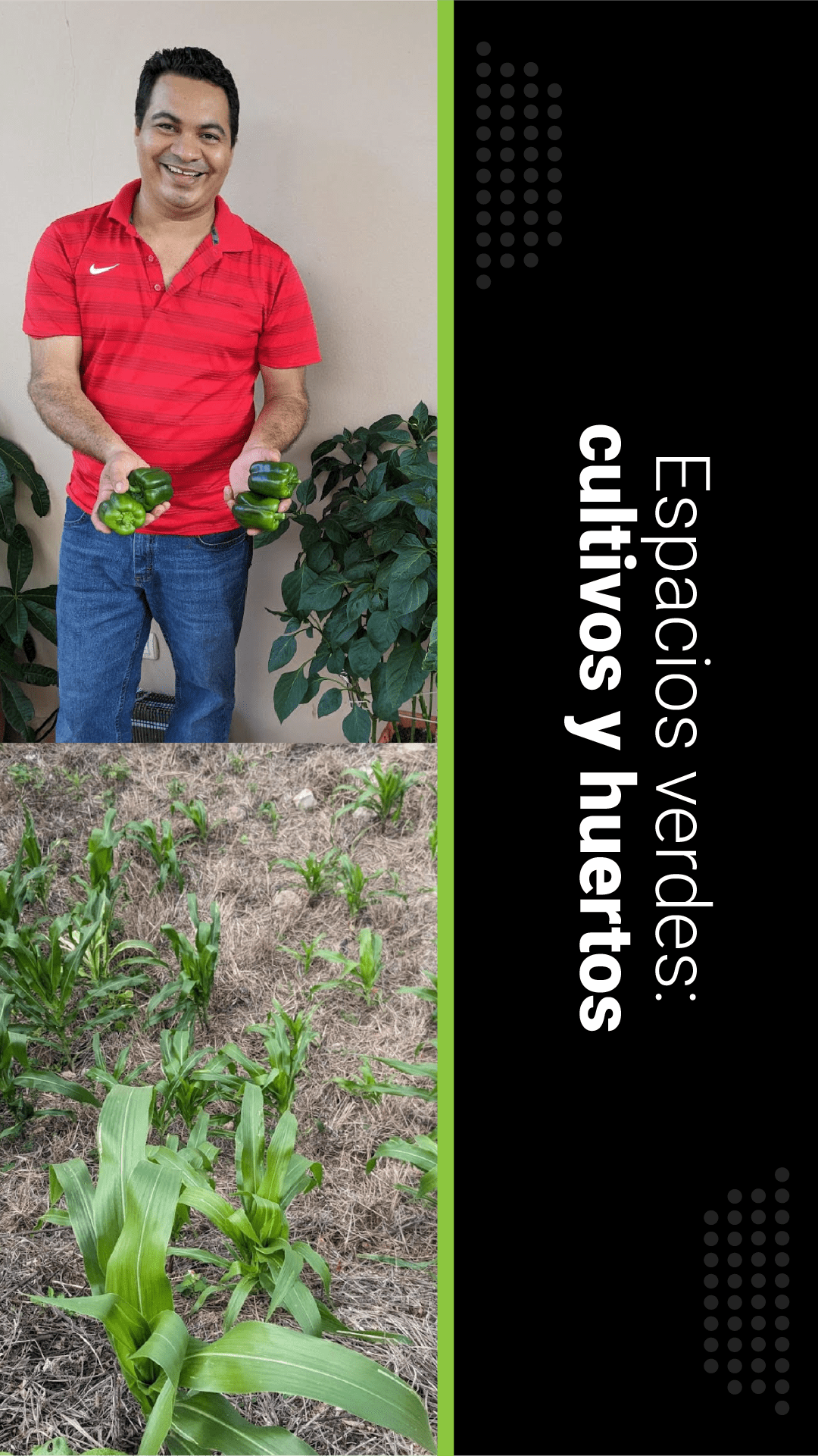 Proyecto EcoSteps de espacios verdes mostrando a un colaborador de Andes feliz sosteniendo chiles pimientos recién cosechados, junto a una fotografía de un huerto corporativo con plantas jóvenes en crecimiento.